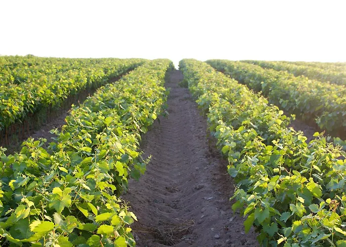 컨트리하우스 Terra Rossa *