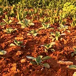 Terra Rossa *