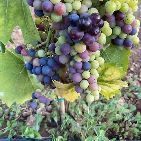 Terra Rossa Landsted Otranto