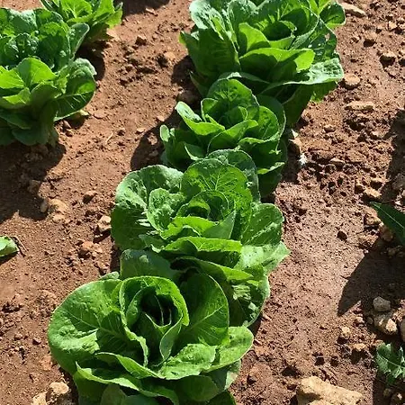 Landsted Terra Rossa