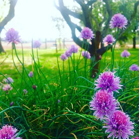 Terra Rossa Landsted