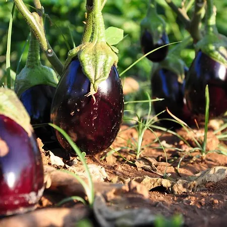 Terra Rossa Landsted *