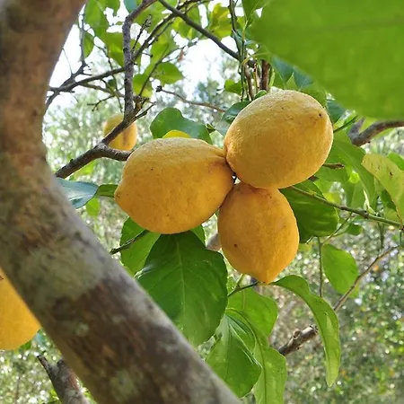 Terra Rossa Летний дом Отранто