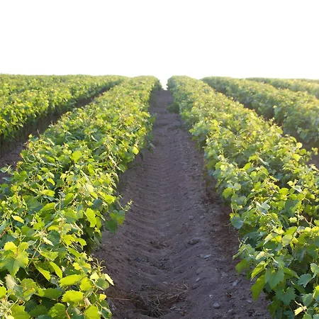 Landsted Terra Rossa *