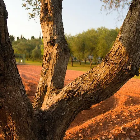 Terra Rossa Landsted