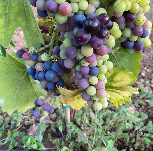 Terra Rossa Літній будинок Отранто