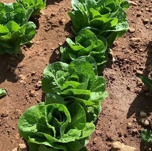 Landsted Terra Rossa