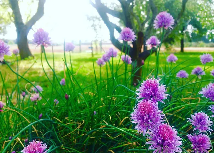 Terra Rossa Літній будинок