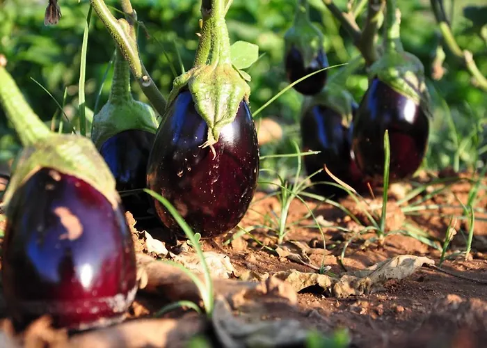 Terra Rossa Літній будинок *