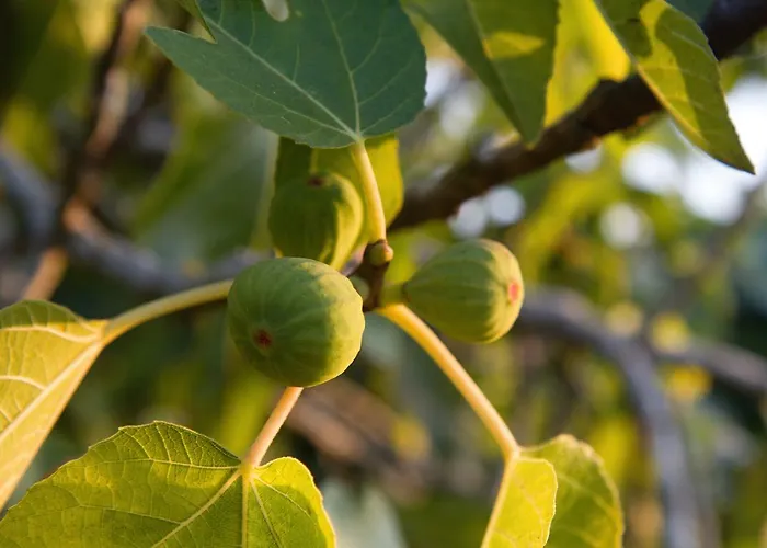 Terra Rossa Landsted *