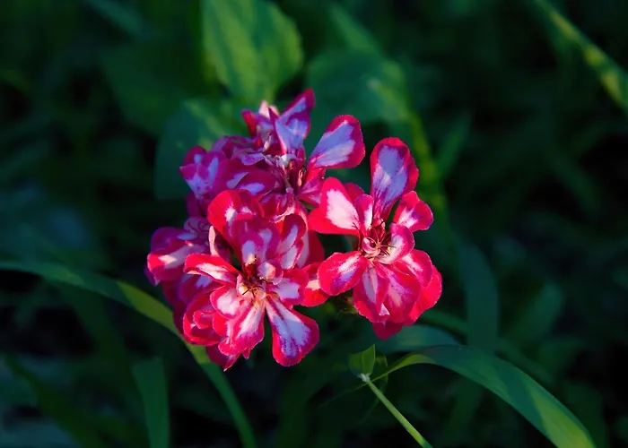 Terra Rossa Отранто